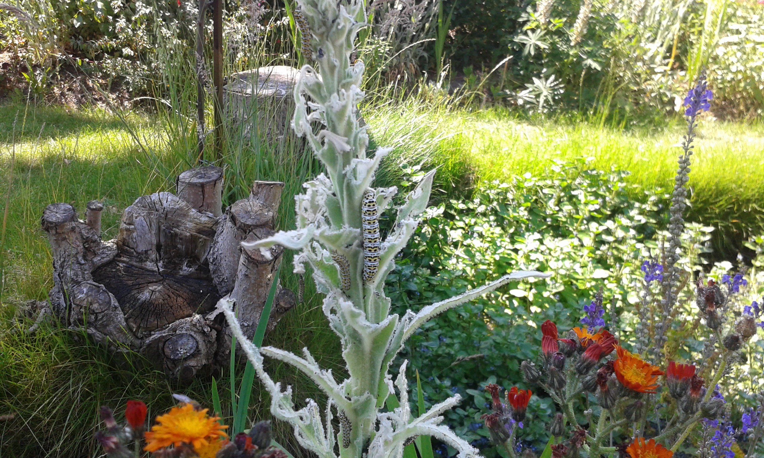 Garden wildlife -- Mullein moth catapillar 1.jpg