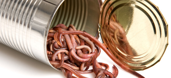 canoworms_1368217657_600x275.jpg