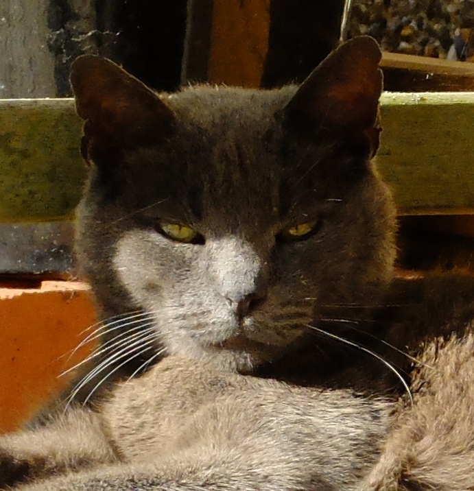 Boss cat.JPG