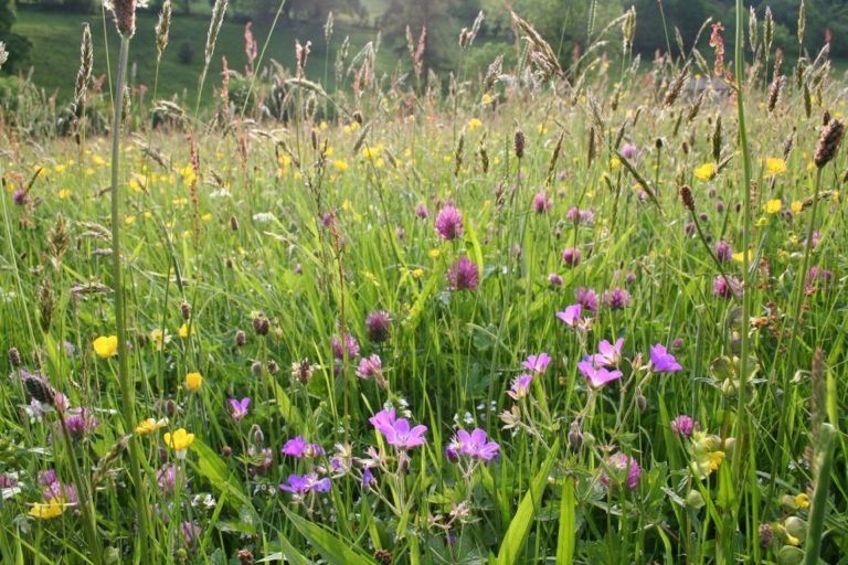 Wildflower lawn.jpg