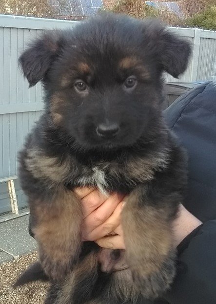 Monty at 7 weeks old