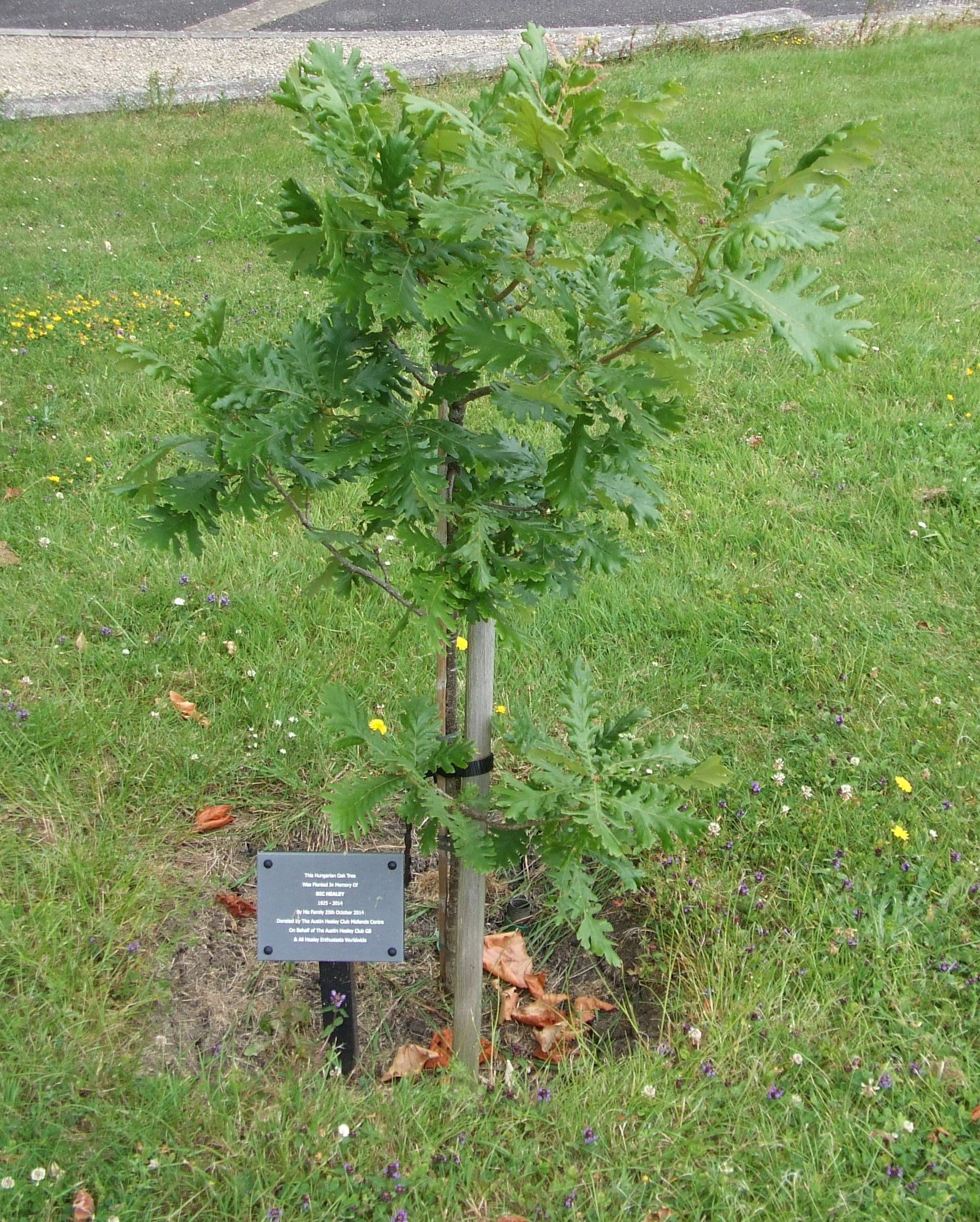 Bic Healey memorial Oak tree and plaque 1.JPG