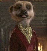 Meerkat.JPG