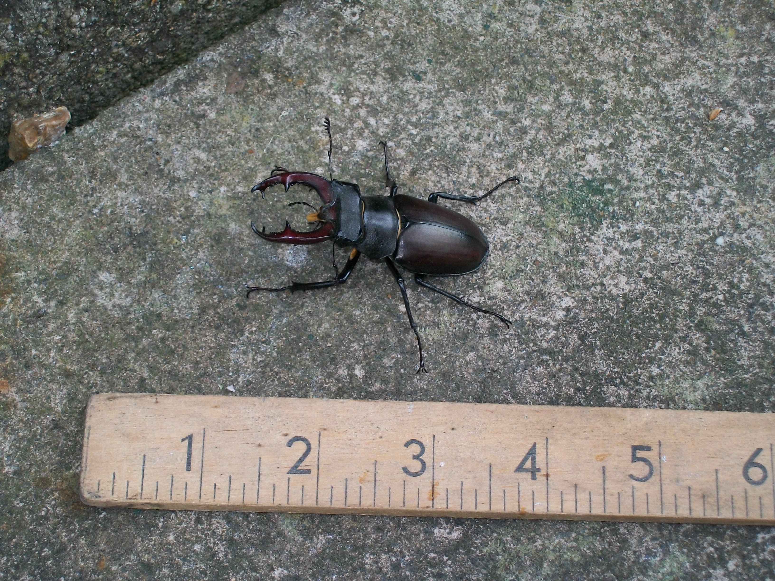 stag beetle.JPG