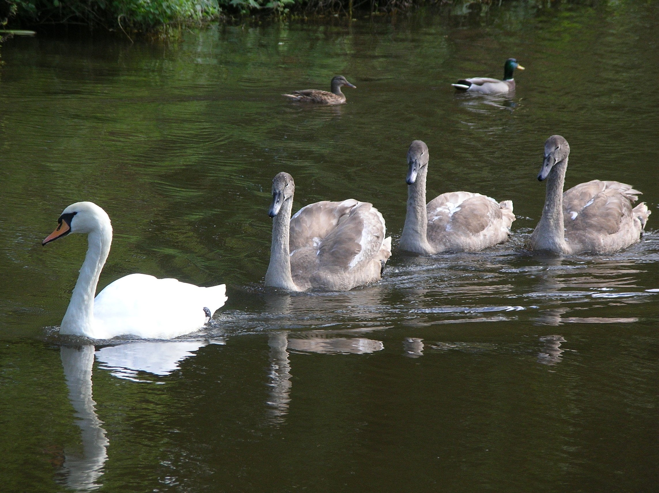 DSCN3889.JPG